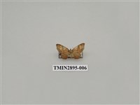 藏品(尺蛾634)的圖片